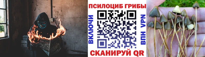 OMG зеркало  купить  сайты  Череповец  Галлюциногенные грибы Psilocybine cubensis 